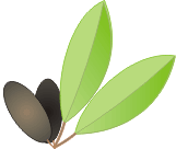 Olive Leaf